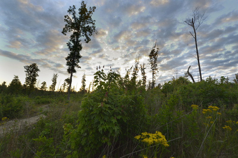 Buffalo Creek Preserve Trail